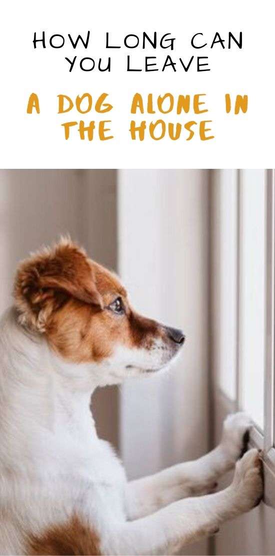 How Long Can You Leave a Dog Alone in The House? Dogalyo