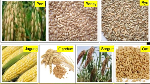 Bab Iv A Pengertian Serealia Kacang Kacangan Dan Umbi Prakarya Smp