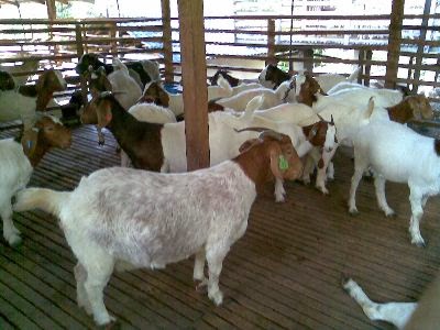 Kelapa untuk dijual borong dengan harga murah!: Ternakan Lembu Kambing ...