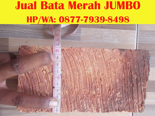 Bata Merah Jumbo