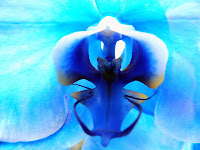niebiesko barwione kwiaty storczyka