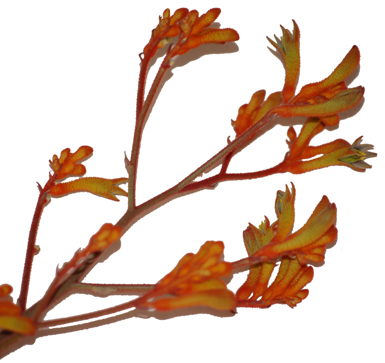 A Passion for Flowers: Kangaroo Paws