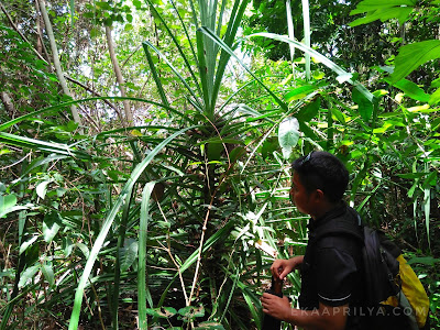 liburan di lagoi cara menuju ke cassia bintan