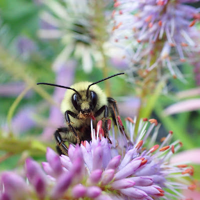 The Bee's Knees by Sara Harley