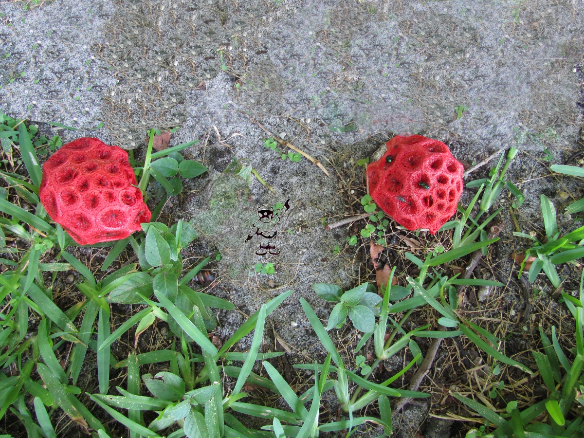 The Opinionated Gardener of Coral Gables The stink horns (a mushroom) indeed do smell bad