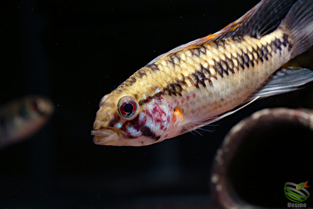 Apistogramma sp. cuiari