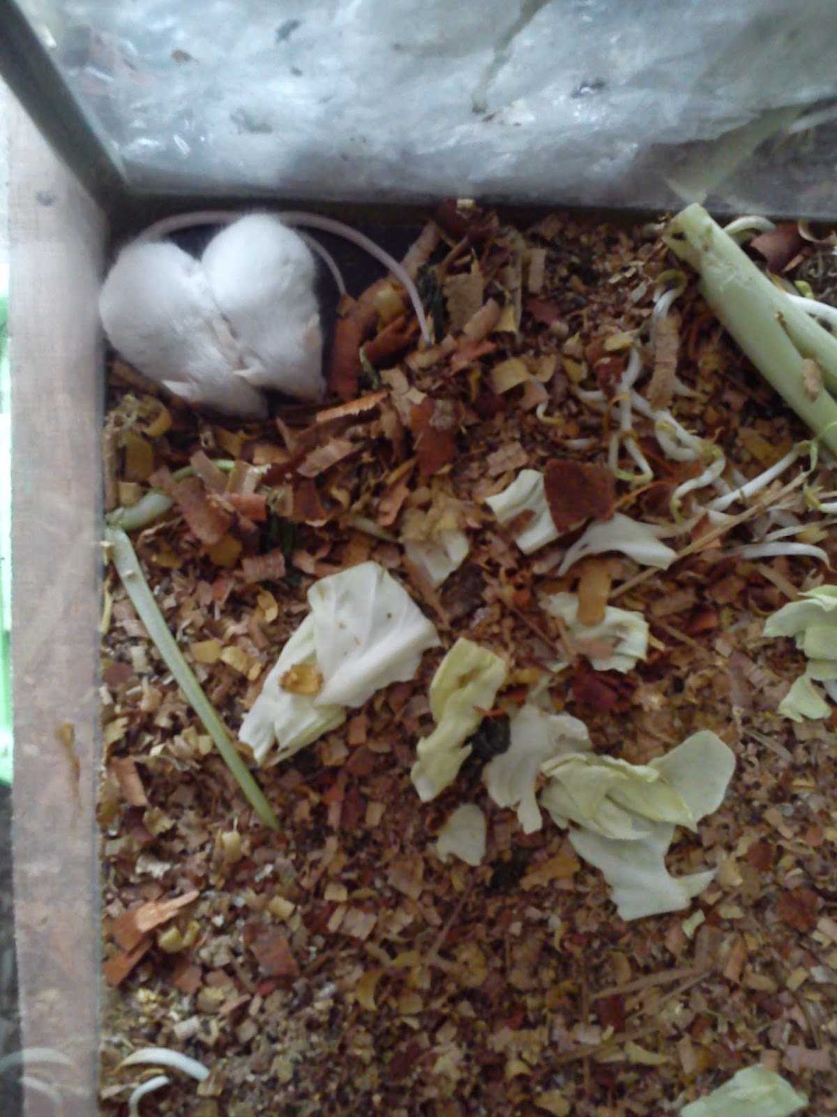 Hamster di Pasar Burung Sukahaji, Bandung.