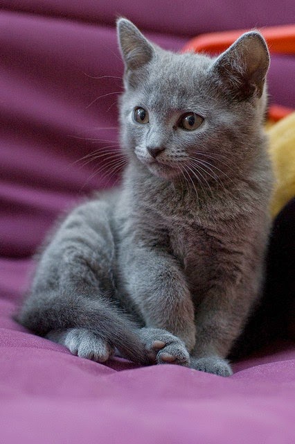 Reserved Love My Russian Blue 28