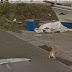 Cachorro persegue carro do Google Street View, aparece na cidade inteira e é engolido por vórtice da 5ª dimensão. Veja: