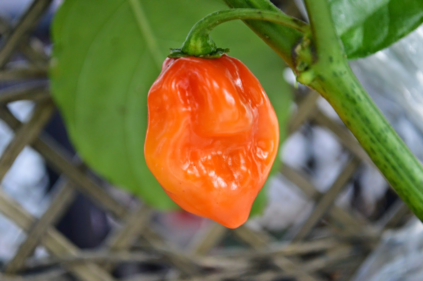 Growing Great Peppers, Eggplants & Tomatoes