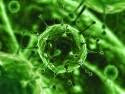 Ciri-Ciri, Bentuk dan Ukuran Tubuh Virus