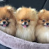 12 Dogs Mixed With Pomeranians