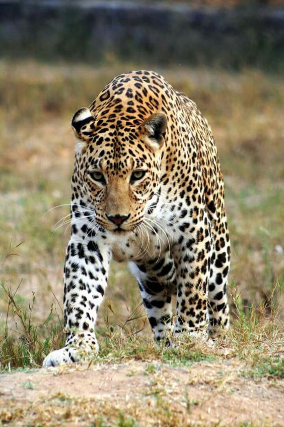 Top 10 Fastest Animals On the World's Fastest Animals/Pets