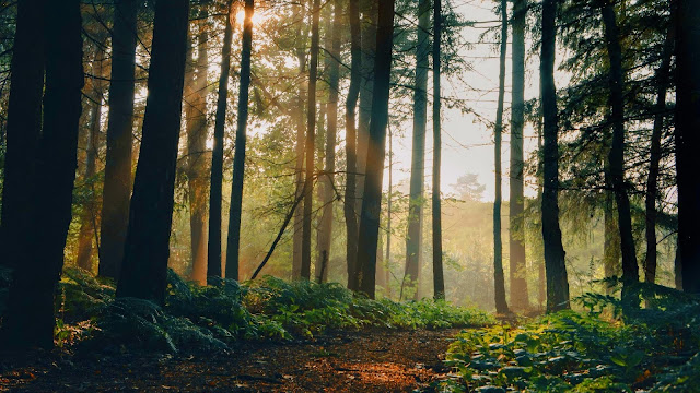 IPhone and Desktop Morning Wallpaper Sunlight Forest