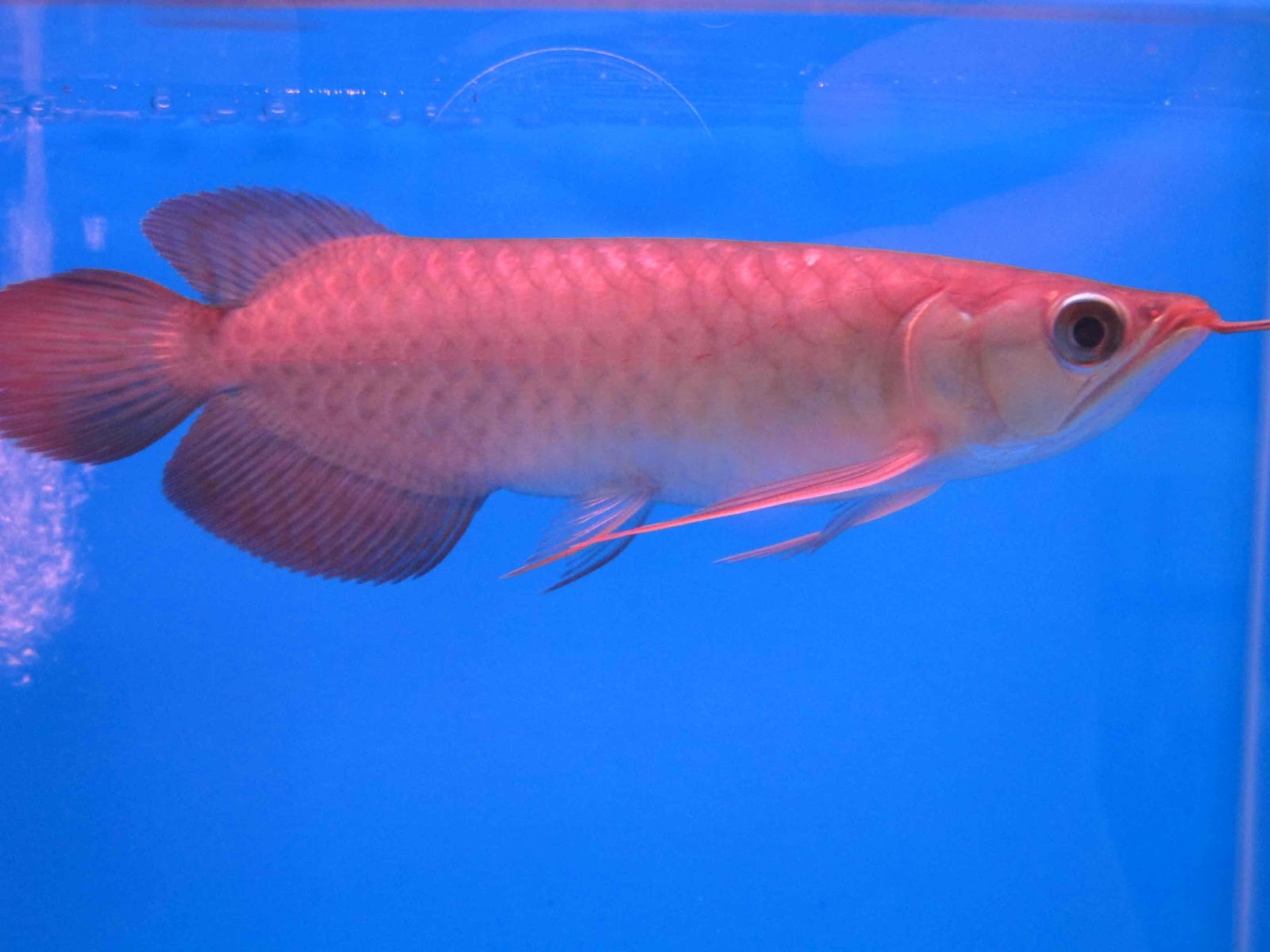 Arowana House Arowana Stock Chili Red Arowana