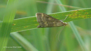 Ostrinia nubilalis (male) DSC173743