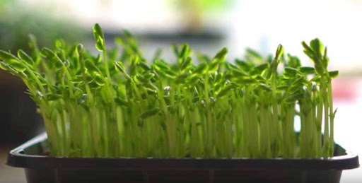 9 Langkah Mudah Membuat Menanam Microgreen Sendiri Ilmukebun Com 9 Langkah Mudah Membuat Menanam Microgreen Sendiri Ilmukebun Com