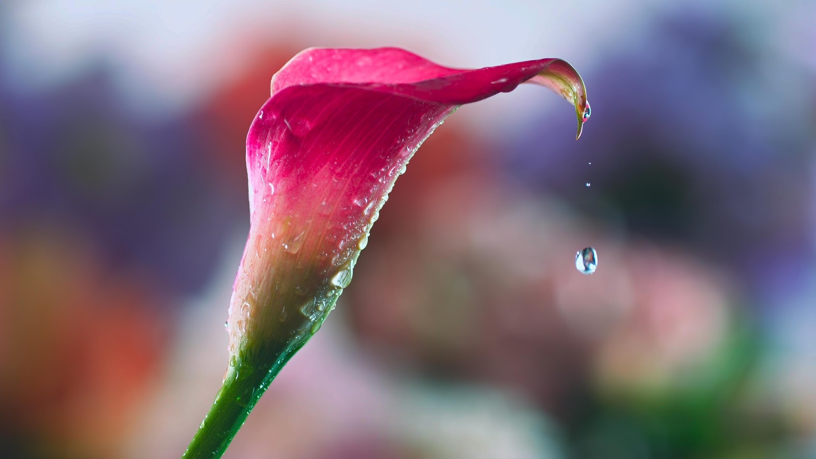 Пирог зур бэлиш. Бэлиш татарский. Татарская кухня бэлиш. Татарский пирог балиш. Балиш балиш.