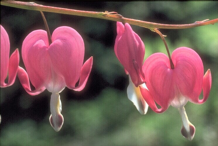 Garten der Gefühle Garten der Gefühle