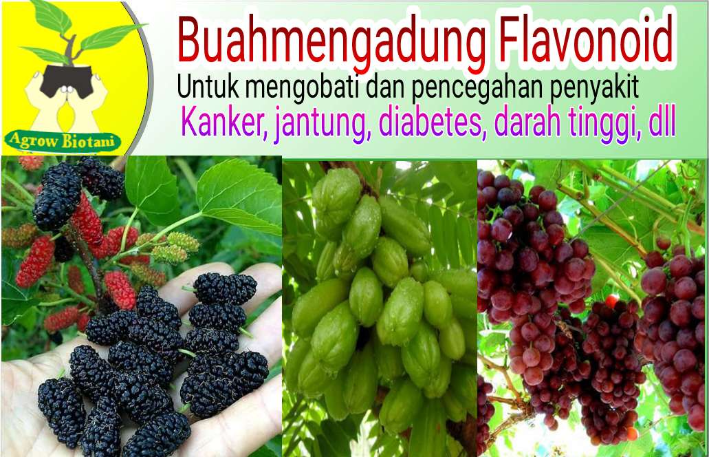 Buah Mengandung Flavonoid Untuk Kesehatan Agrow Biotani