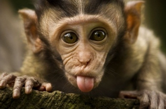 Arti Mimpi Mengusir Monyet Menurut Primbon Secara Lengkap Primbonku Segala Arti Mimpi Ada Disini