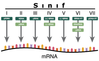 Baltimore sınıflandırması viral mRNA sentezini temel alan bir sınıflandırmadır.
