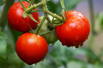 tomates-frescos