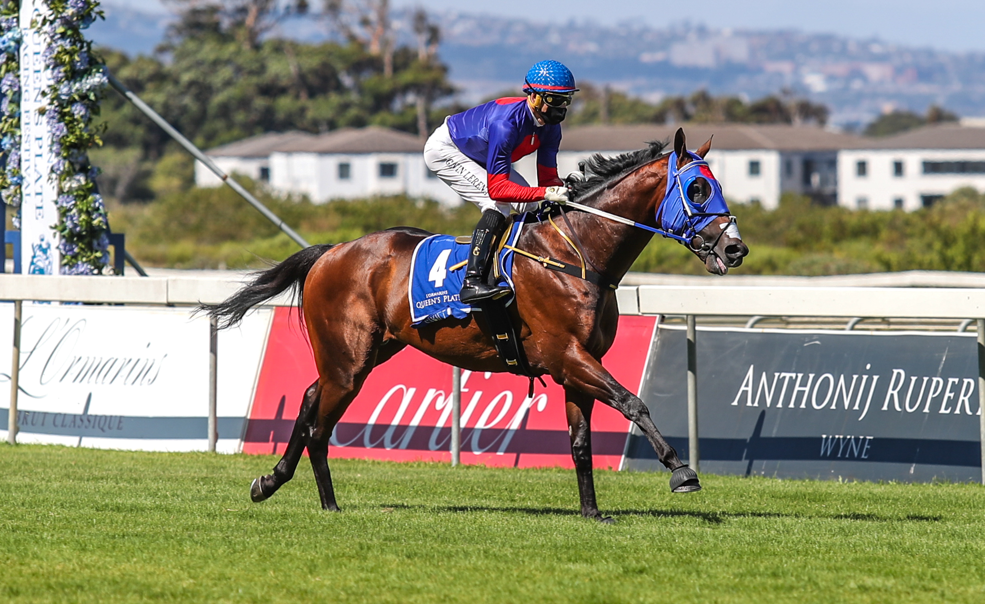 Cirillo Horse Profile Cirillo - Cape Town Met Horse Profile