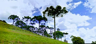 A foto mostra as araucárias jovens, mas quando adultas podem atingir até 50 metros de altura Ela se destaca na floresta das araucárias quando ao longe, já se avistam suas frondosas e vigorosas copas verdejantes. Geralmente as mais belas somente são encontradas em algumas reservas de matas protegidas em lei.