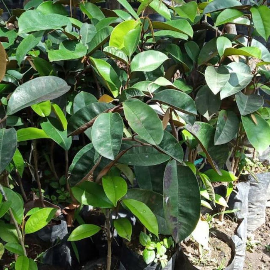 Bibit Buah Kenitu Sawo Durian Berkwalitas Harga Terjangkau Kupang