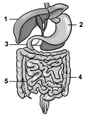 BIOLOGI SMA: Soal Latihan UN Biologi