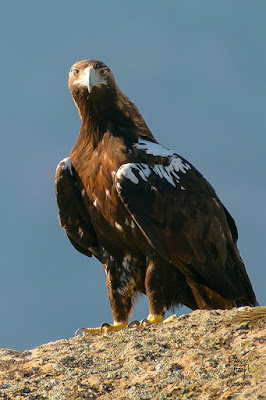 Águila imperial ibérica (Aquila adalberti)