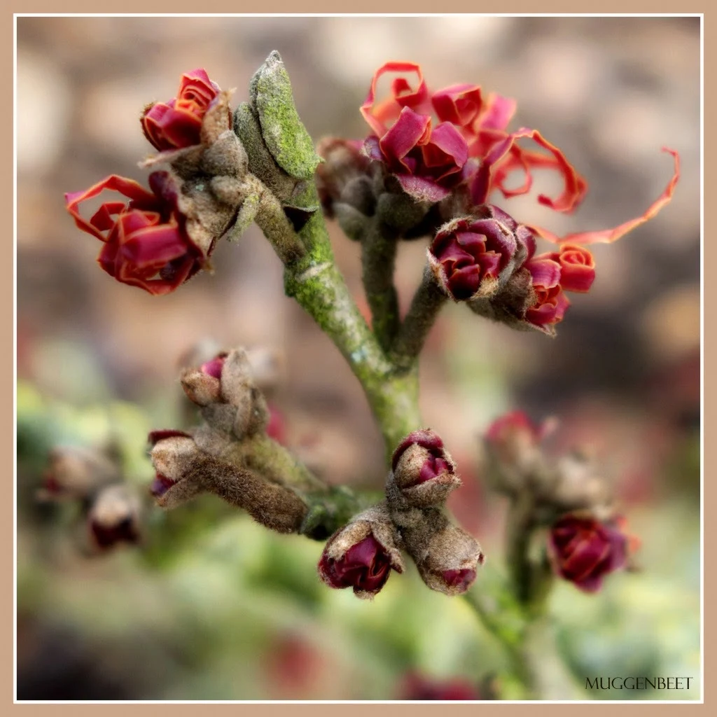 Hamamelis 'Arnhem' © ludo rutten