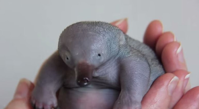This baby echidna puggle will make your day