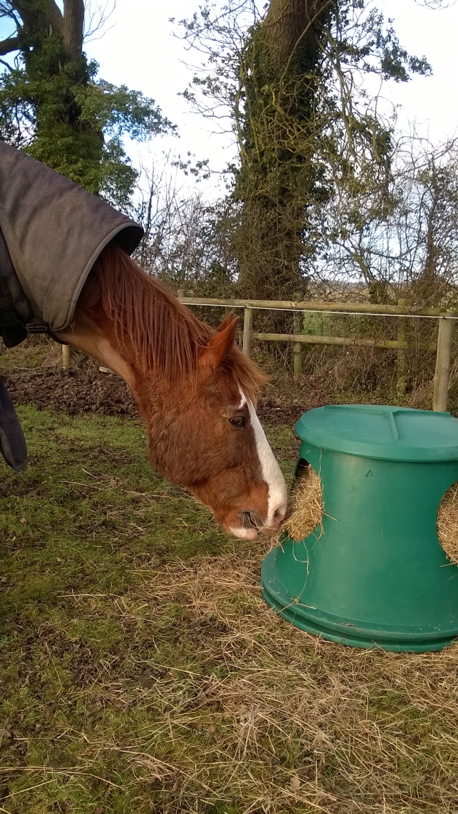 Horse Life and Love Hay Hutch Review