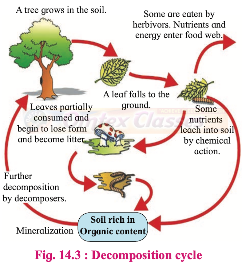OMTEX CLASSES: Chapter 14: Ecosystems and Energy Flow Balbharati ...