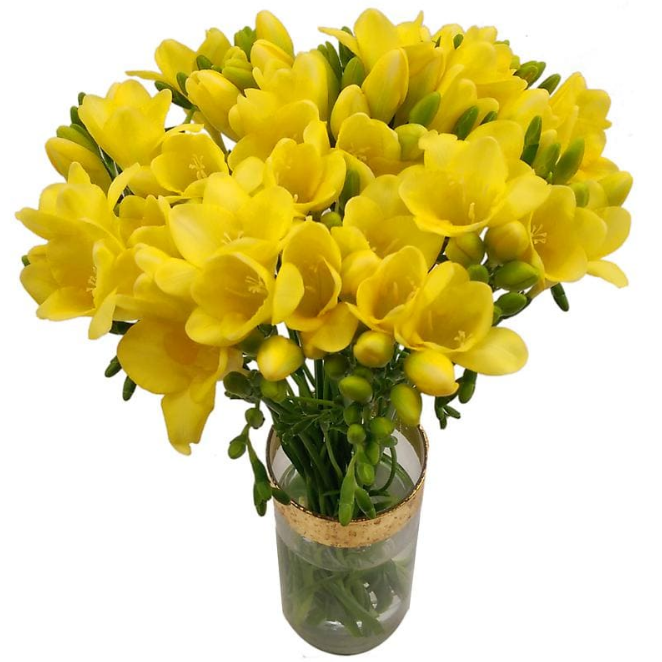 51 Freesia Like Flowers Flowyes