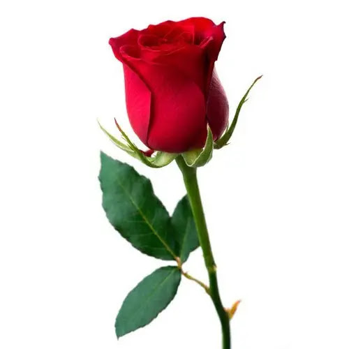 %25D9%2588%25D8%25B1%25D8%25AF-%25D8%25A7%25D8%25AD%25D9%2585%25D8%25B1-%25D8%25AC%25D9%2585%25D9%258A%25D9%2584.webp