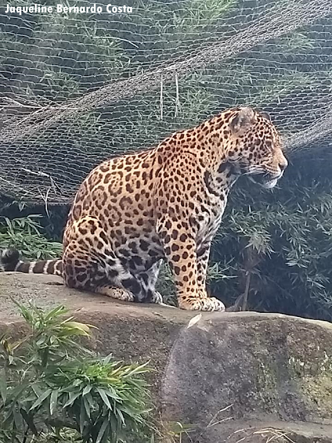 O Zoológico de Gramado possui muitos atrativos para quem o visitar.