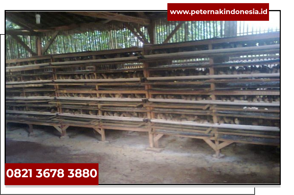 Jual Bibit Puyuh Jambi