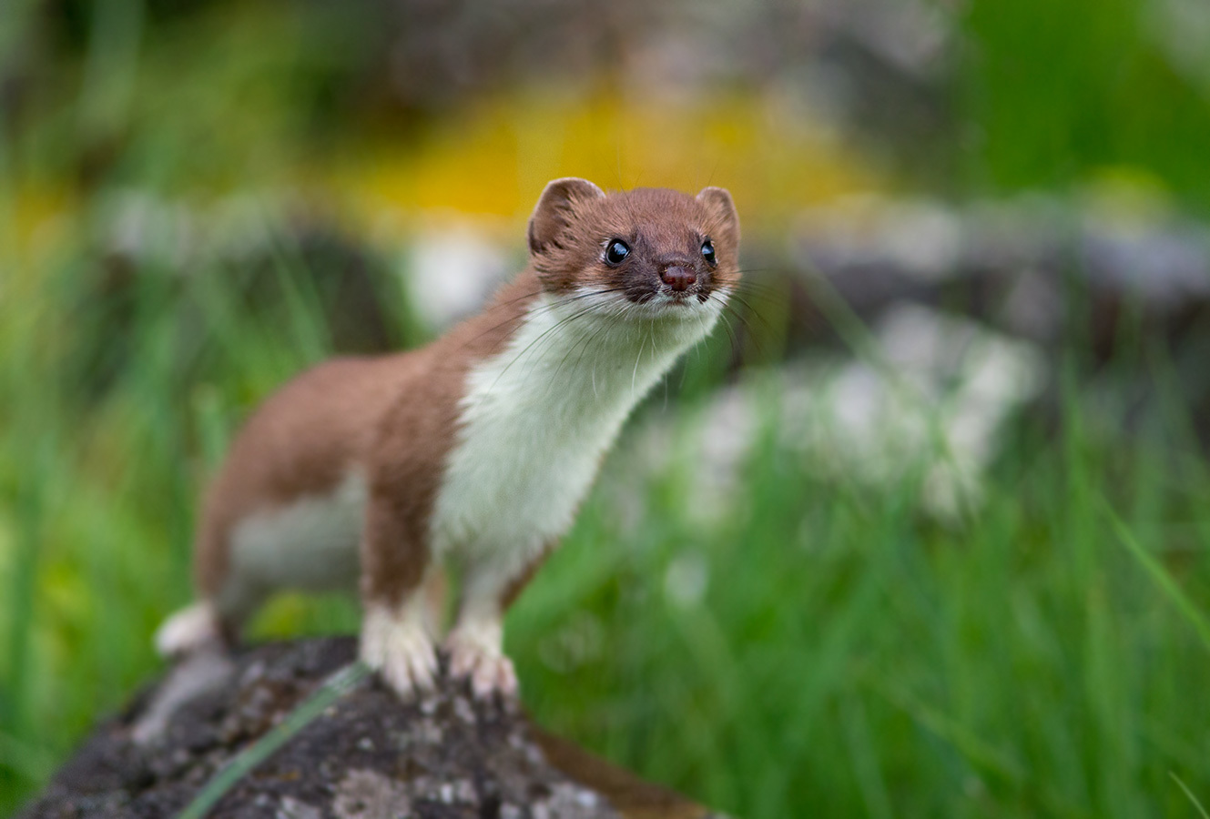 Путешествие В Страну «Экология»