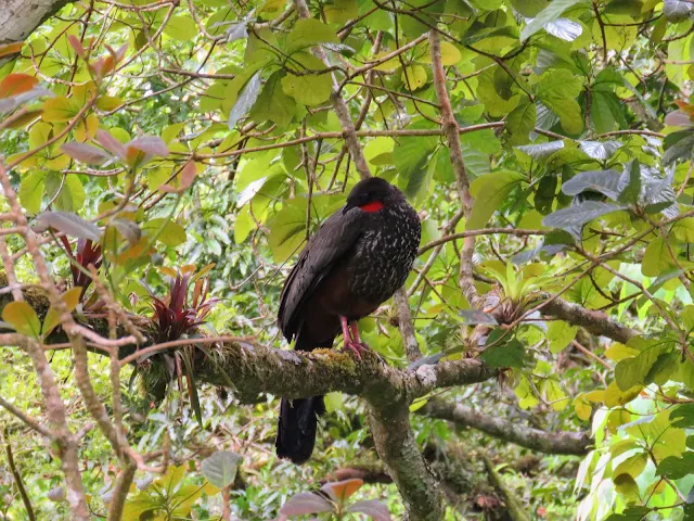 Costa Rica Birds: Crested guan