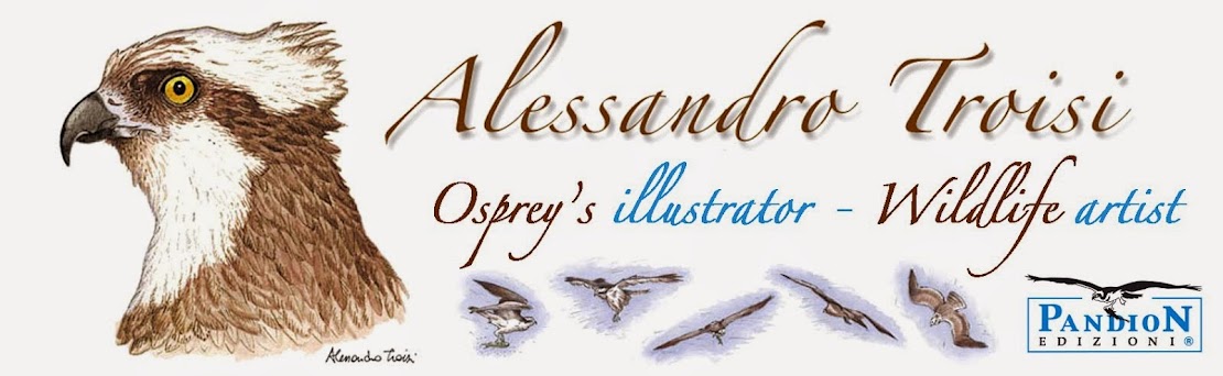 Alessandro Troisi - Osprey's illustrator