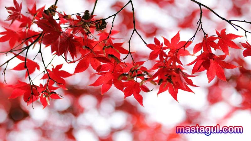 Tanaman Hias Daun Merah untuk Dekorasi Rumah Cantik - Mas Tagul