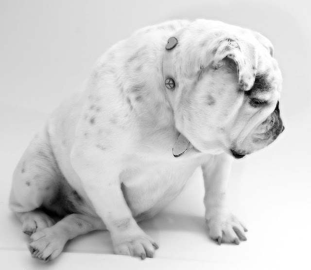 Bulldog dogs black and white pictures free
