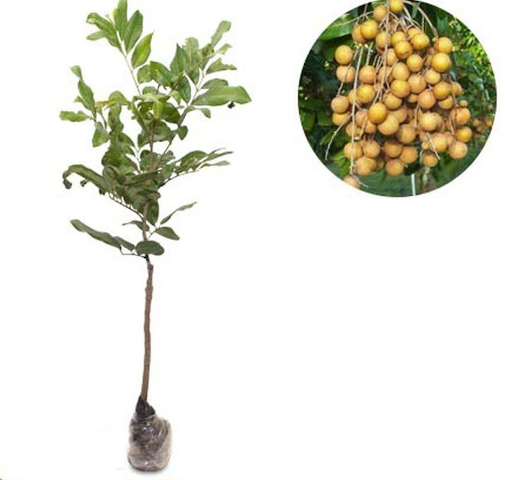 Bibit Tanaman Buah Kelengkeng Kristal Kalimantan Utara