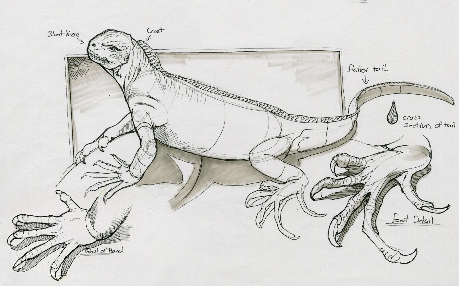 galapagos iguanas coloring pages - photo #33