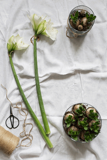 Noël 2015 Inspirations amaryllis jacinthes
