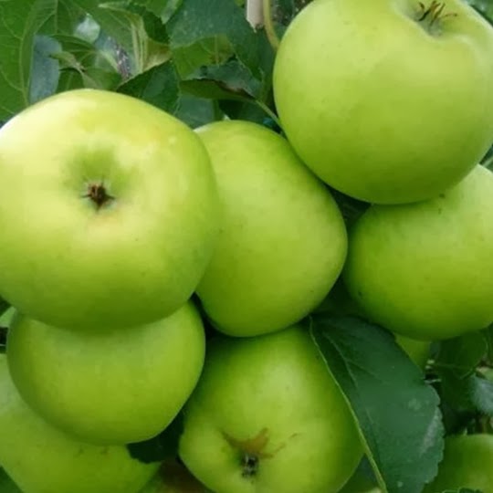 https://www.treesandplants.co.uk/products/Grenadier-Apple-Trees.html