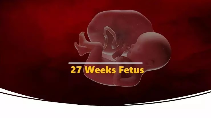 27 weeks fetus growth In Hindi,Third Trimester Fetal Development